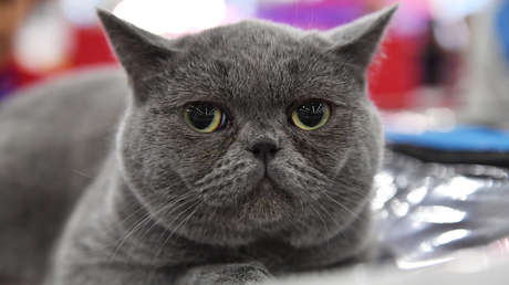 VIDEO: Veterinarios logran que la famosa gata obesa y perezosa camine por la cinta de correr (aunque siga 'protestando')