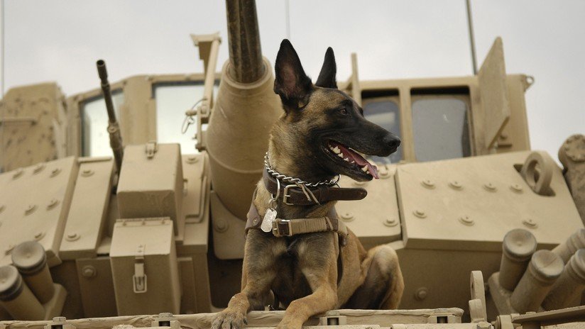 La participación de un perro malinois en la operación contra Al Baghdadi dispara la demanda de esta raza