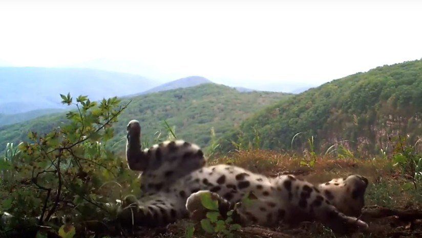 VIDEO: Graban a un raro leopardo jugando como un gatito doméstico en el Lejano Oriente ruso
