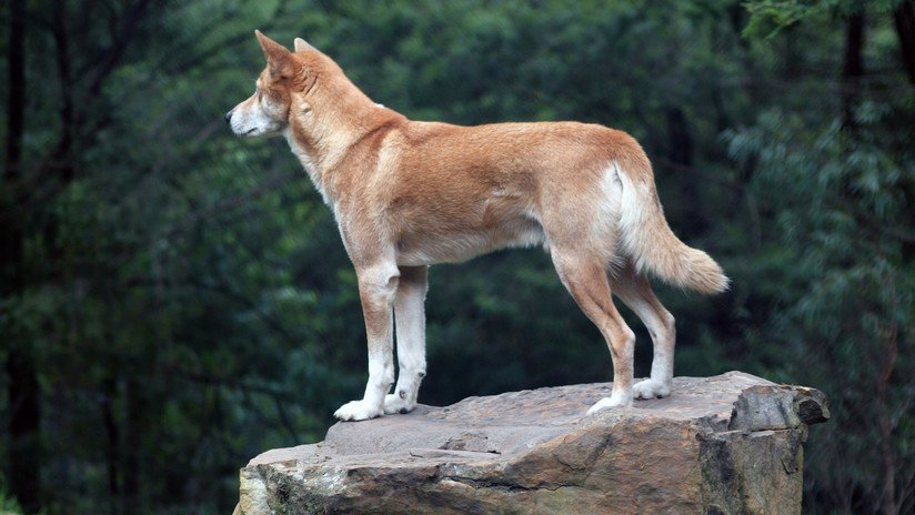 'Regalo del cielo': Un águila arroja un cachorro en el patio de una mujer y resulta ser un dingo casi extinto (FOTOS) 
