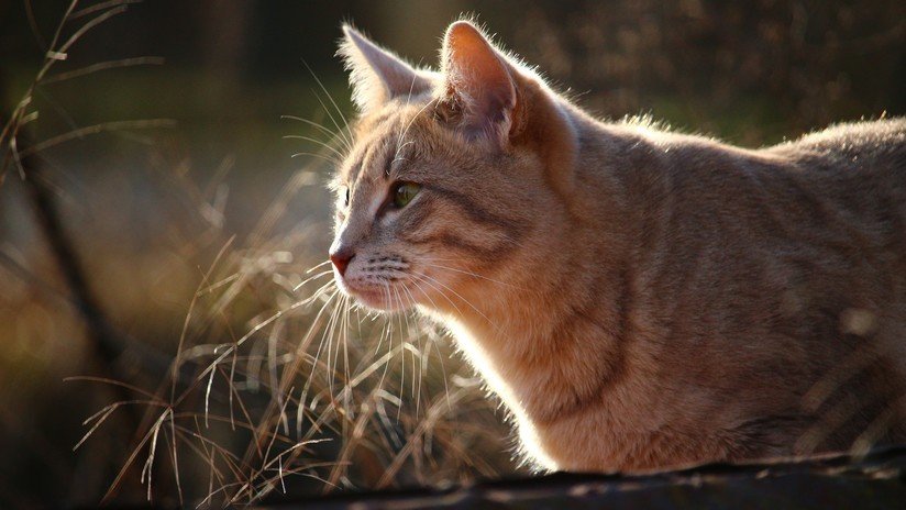 Contrae una bacteria que come carne y sufre dos ataques cardíacos por un arañazo de su gato