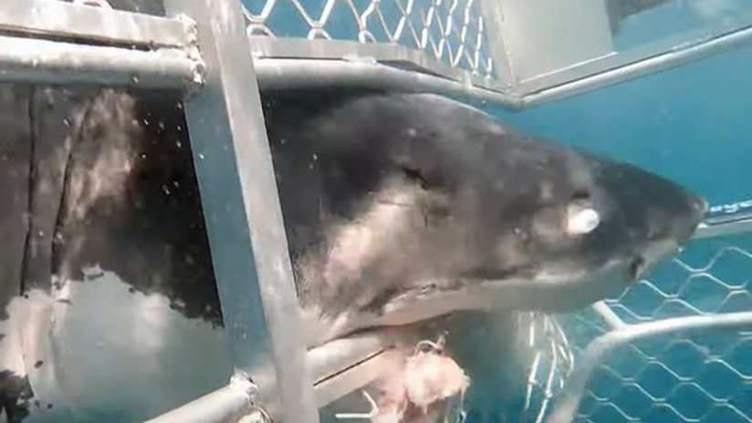 VIDEO: Un gran tiburón blanco impacta contra una jaula con buzos dentro