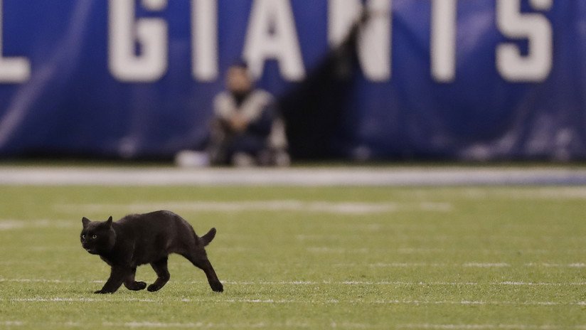 VIDEO: Un gato negro sale al terreno de juego, atrae toda la atención e interrumpe un partido de fútbol americano por varios minutos
