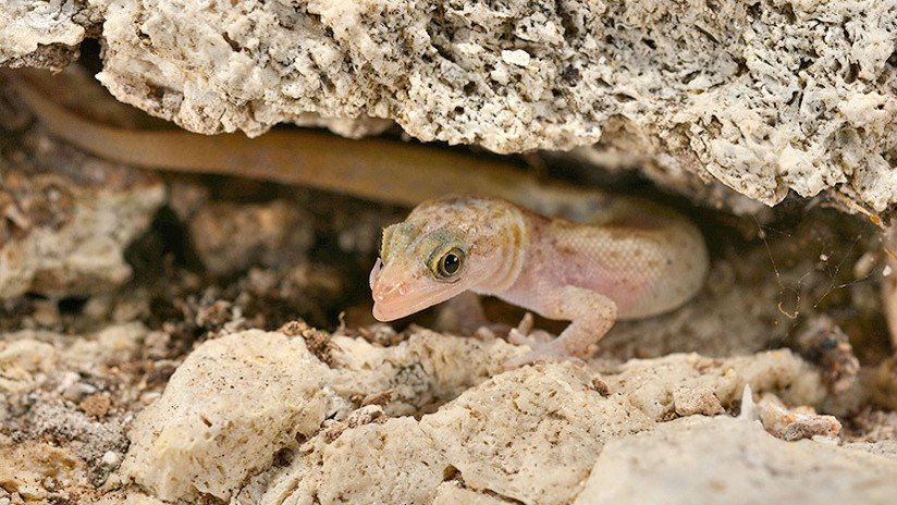 Logran salvar de la extinción a una especie de reptiles única endémica de Puerto Rico