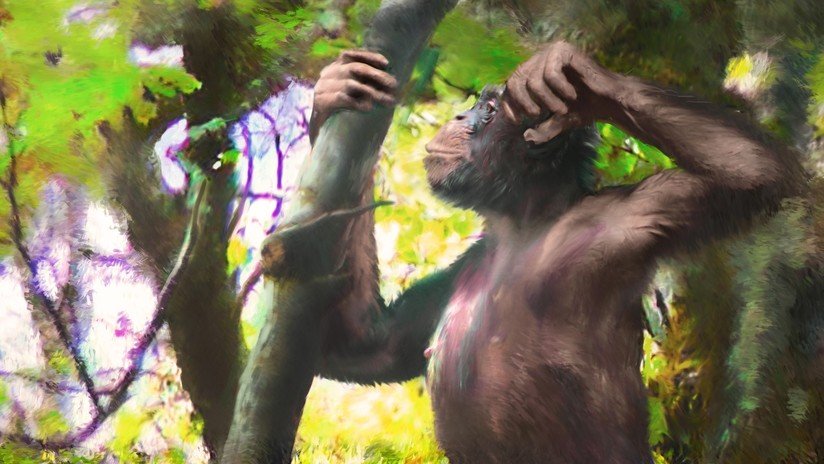 FOTOS: Descubren un primate con 'piernas humanas' capaz de caminar sobre dos patas que vivió hace 11,6 millones de años