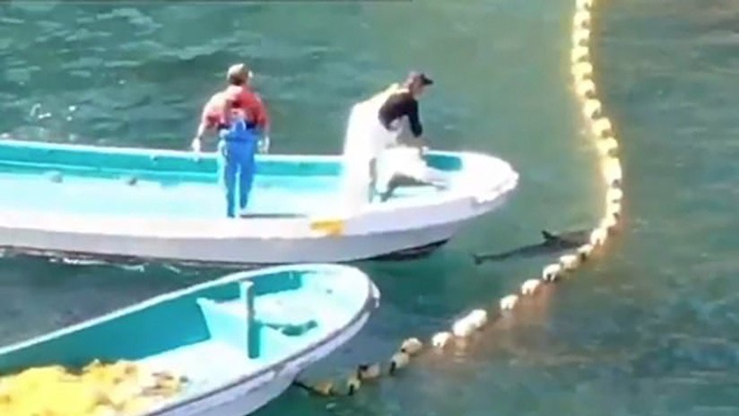 VIDEO: Dron muestra el horror de la cacería de delfines en Japón en una bahía teñida de rojo por la sangre
