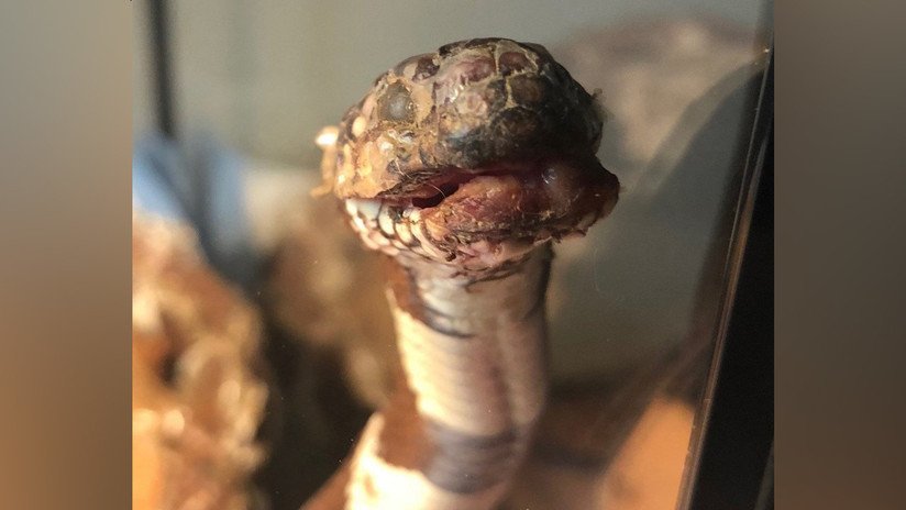 Descubren el primer caso de serpiente rey de California desfigurada por un hongo