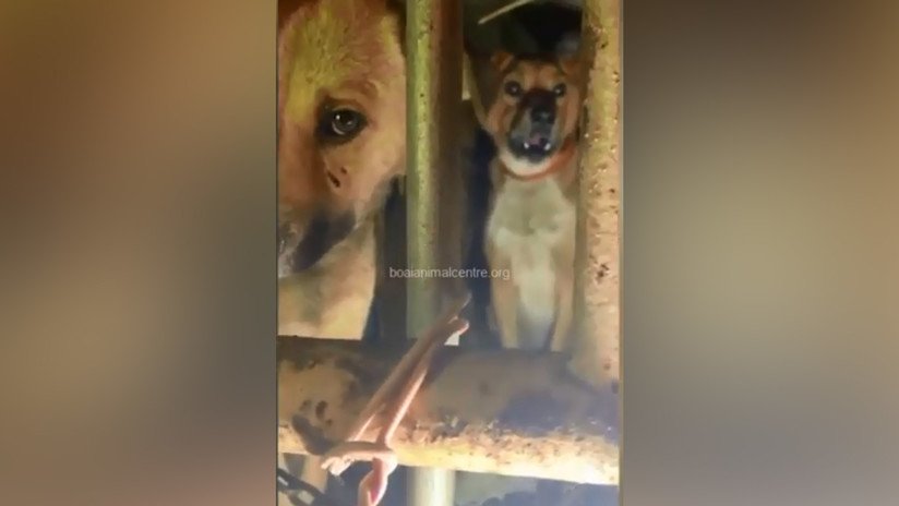 VIDEO: Hallan seis perros maltratados en un camión que se dirigía a un matadero de China