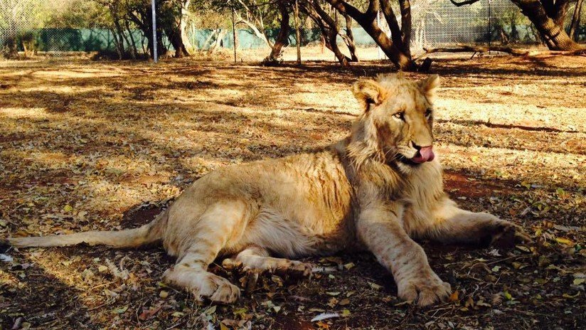 Envenenan a cuatro leones en un parque de Sudáfrica para luego cortar sus patas y mandíbulas para rituales de magia negra