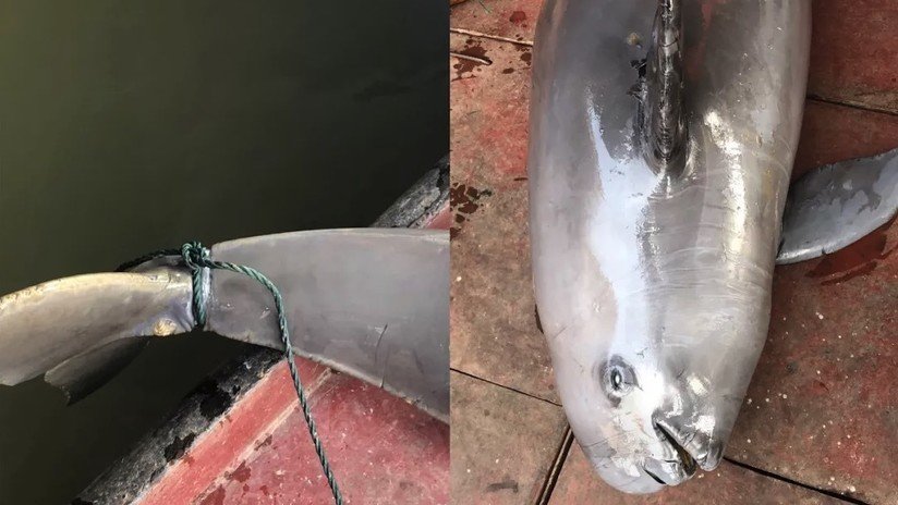 Dejan morir cruelmente a un cetáceo en peligro de extinción atándole unos ladrillos en un lago de China