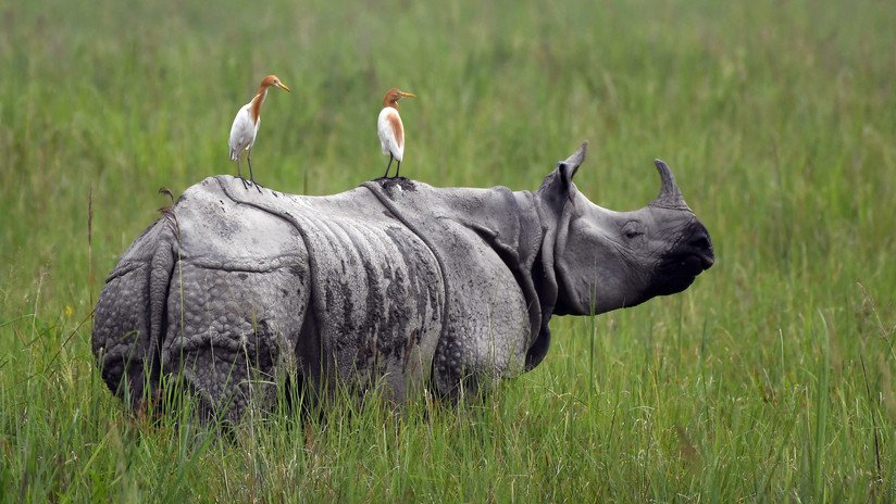 Elaboran cuernos de rinoceronte hechos con pelo de caballo para frenar su extinción