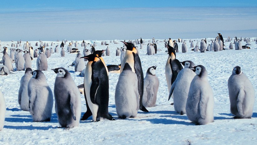 Los pingüinos emperador "marchan hacia su extinción" a causa del calentamiento global