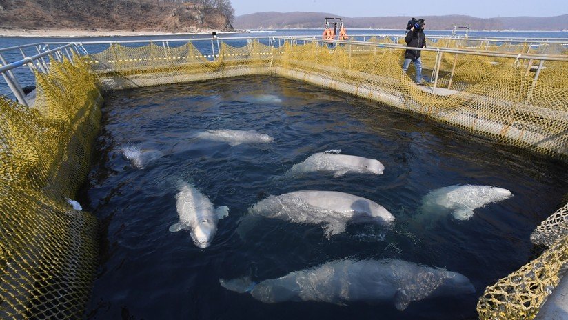 Liberan a todas las belugas y orcas de la polémica 'cárcel de ballenas' en el Lejano Oriente ruso