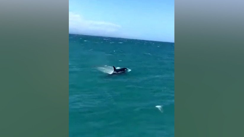 VIDEO: Un grupo de orcas se lanza a la persecución de tiburones blancos