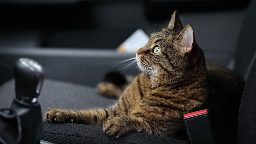 VIDEO: Olvida cerrar la ventanilla de su coche, lo encuentra ocupado por gatos y se desata el caos