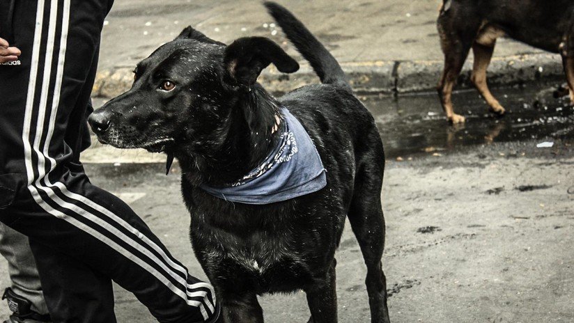 El perro chileno que peleó contra los carabineros en 2011 y ahora volvió como símbolo de la lucha