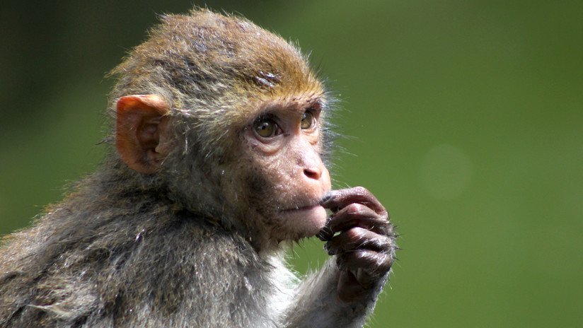 FOTO: Un mono utiliza el teléfono de su cuidadora para realizar compras por Internet