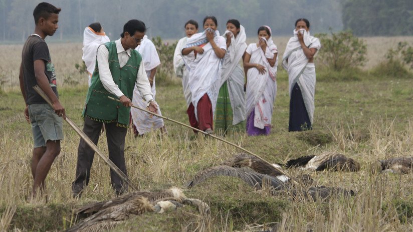 Encuentran centenares de aves muertas alrededor de un lago en la India