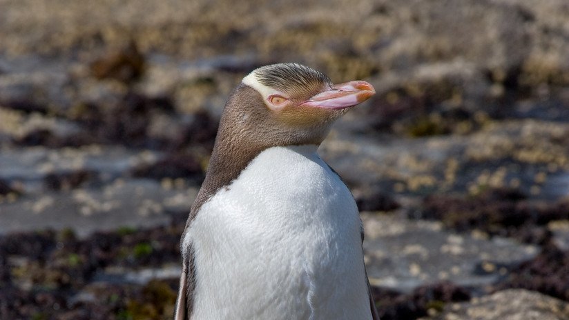 La elección de un pingüino como ave del año en Nueva Zelanda, ¿resultado de 'injerencia rusa'?