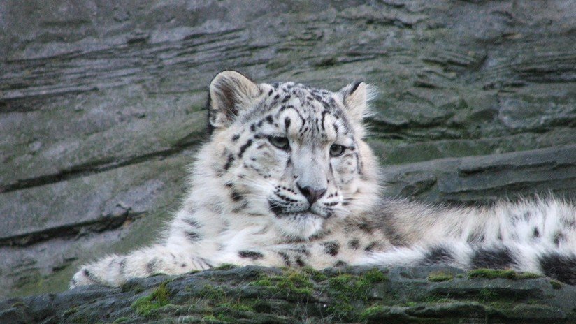 El arte de camuflaje: ¿Puede encontrar a las cuatro crías de leopardo de las nieves? (FOTO)