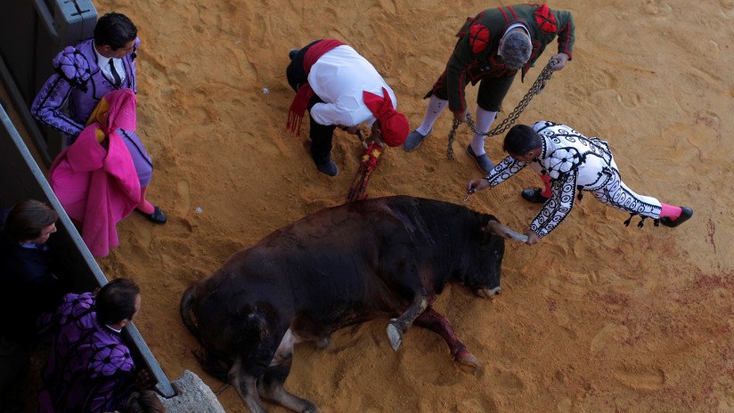 PETA publica un video donde se ve cómo apuñalan repetidamente a un toro en la cabeza