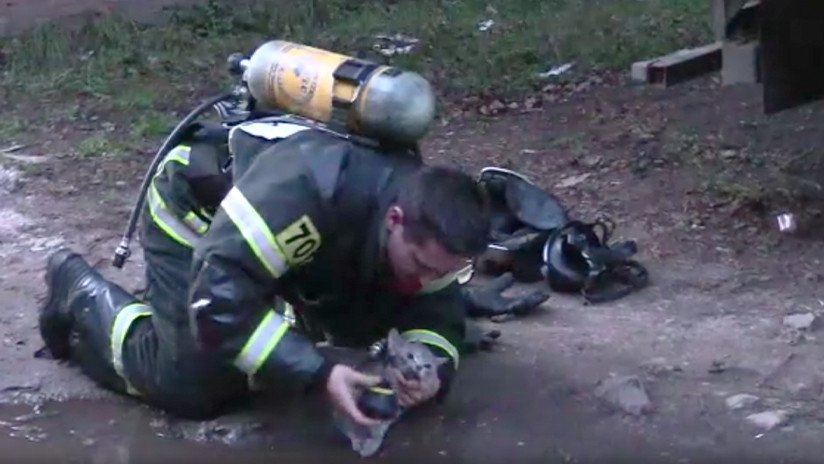 VIDEO: Un bombero ruso reanima a un gato intoxicado en un incendio