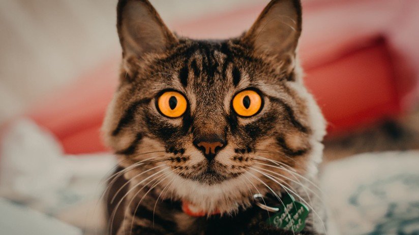 VIDEO: ¿Qué cara se le queda a tu gato cuando te 'enmascaras' con un filtro felino?