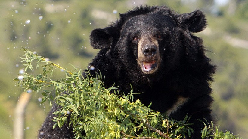 VIDEO: Un oso 'kung fu' sorprende a los visitantes de un zoológico con sus habilidades para controlar un palo