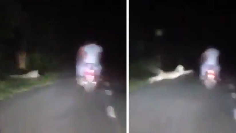 VIDEO: Sorpresivo ataque de un leopardo contra una motocicleta en una carretera de la India