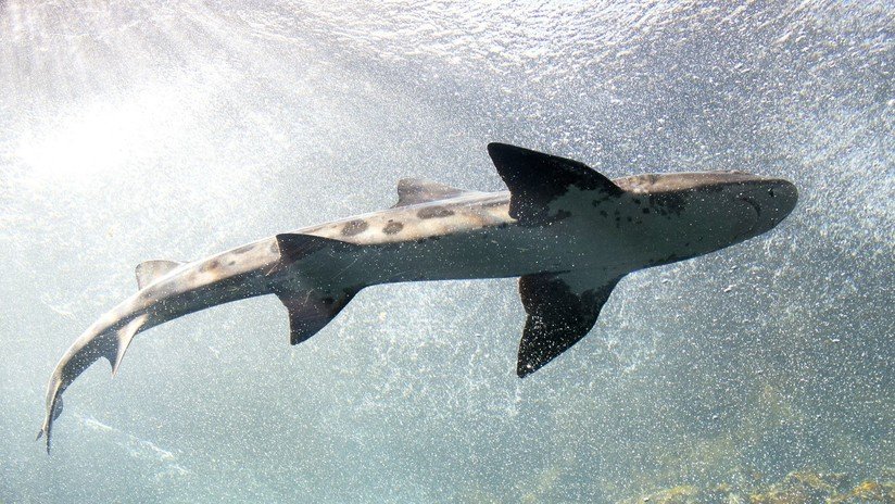 Descubren en EE.UU. un desconocido tiburón prehistórico que vivió hace 91 millones de años
