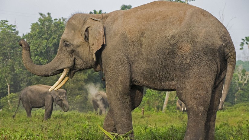 FOTO: Decapitado y con los colmillos cortados por cazadores furtivos hallan restos de un elefante 'en peligro crítico de extinción'