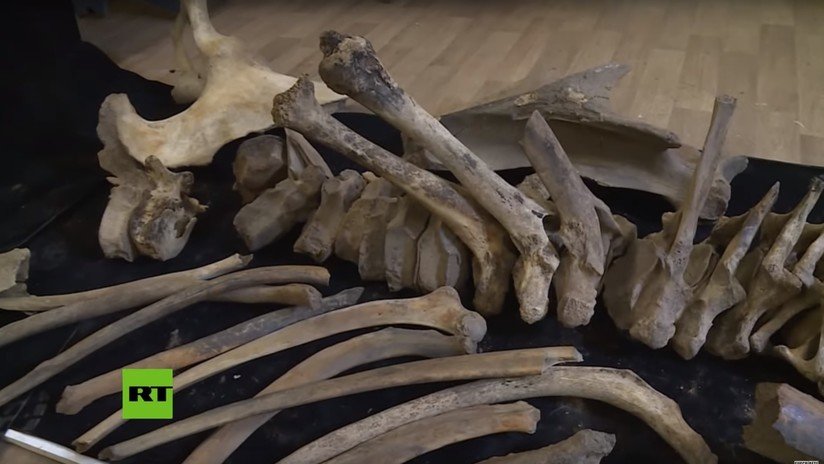 VIDEO: Hallan en Rusia los restos de un mamut de hace 21.000 años y el análisis criminológico muestra que fue matado por humanos
