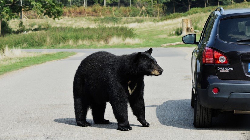 VIDEO: Un hombre descubre un oso en el asiento trasero de su auto y reacciona con sorprendente tranquilidad