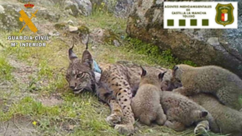 Mata una hembra de una de las especies de felinos más amenazadas del planeta y ahora le están investigando