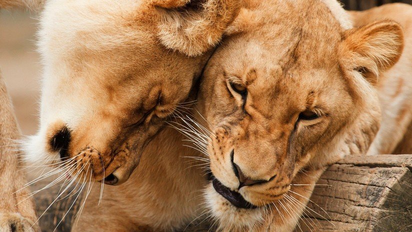 Envenenan y cortan mandíbulas y patas a 5 leones en Sudáfrica para usarlas en rituales de brujería