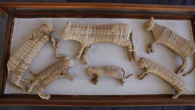 FOTOS: Hallan momias de leones y decenas de figuras de cocodrilos y otros animales en una antigua necrópolis de Egipto