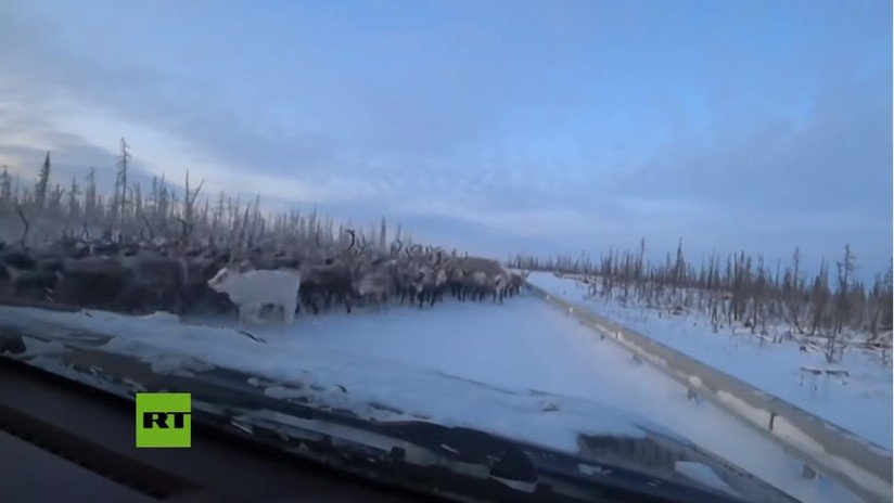 VIDEO: Una manada de 3.000 renos sorprende a un conductor en Siberia