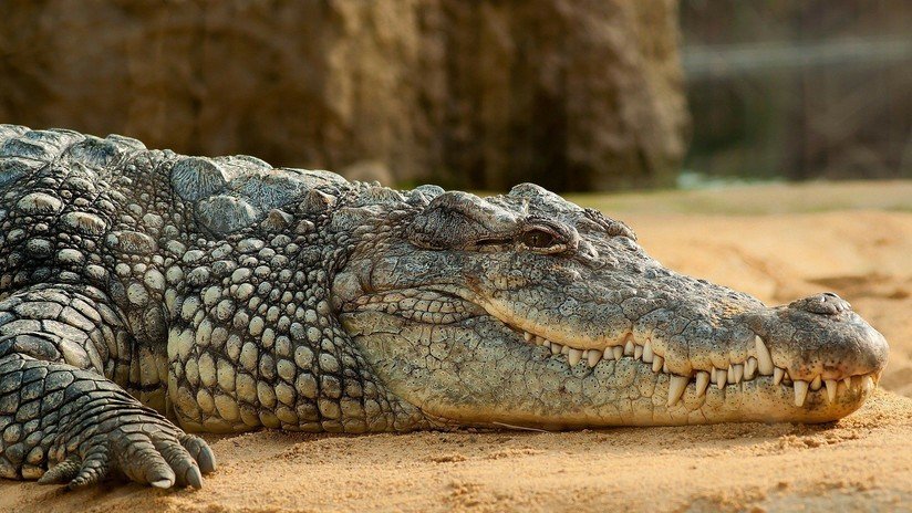 FOTO: Un cocodrilo lleva tres años con una llanta atrapada en el cuello en Indonesia