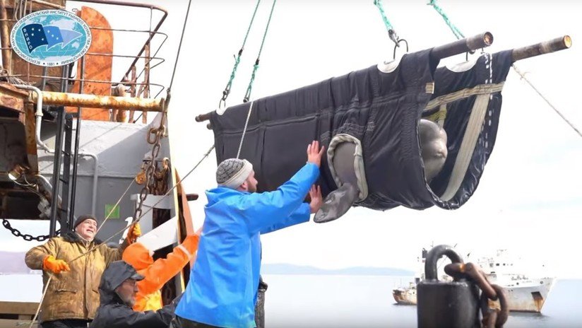 VIDEO: Así soltaron al mar a los últimos cetáceos de la 'cárcel de ballenas'