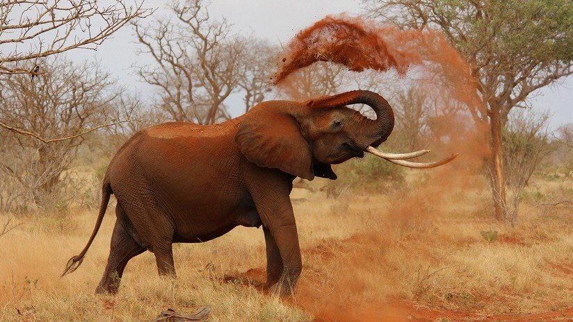 Piden más esfuerzos para detener la caza furtiva de elefantes africanos, que podrían extinguirse en 20 años