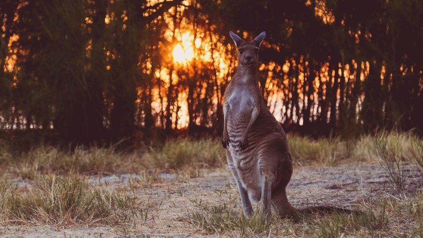 VIDEO: Reaniman a un canguro intoxicado por el humo en un incendio en Australia