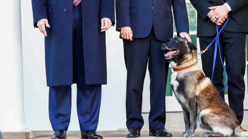 Trump otorga una medalla al perro que "hizo un trabajo fantástico" en la captura y muerte de Al Baghdadi
