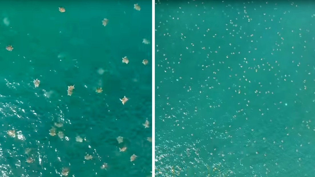 VIDEO: La mayor densidad de tortugas marinas jamás registrada