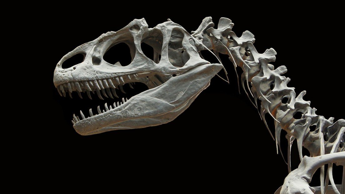 Descubren que algunos dinosaurios renovaban con frecuencia sus dientes desgastados porque roían huesos