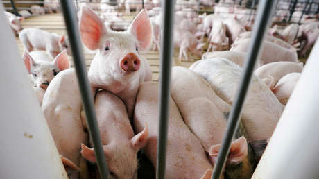 PETA insta a China a dejar de usar animales vivos para las pruebas de choque de automóviles