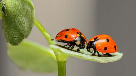 Advierten que la desaparición de insectos alcanzó un nivel "aterrador"