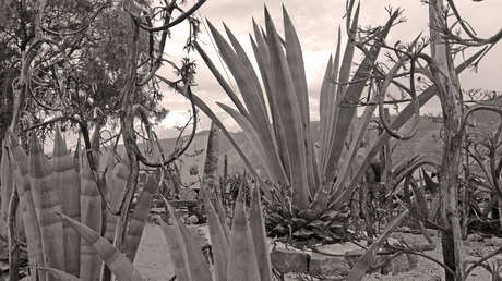 Chawarmisqui, la bebida de la eterna juventud y materia prima del miske ('el tequila ecuatoriano')