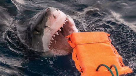 Desarrollan un material que ayuda a reducir las lesiones causadas por la mordeduras de los temibles tiburones blancos (VIDEO)