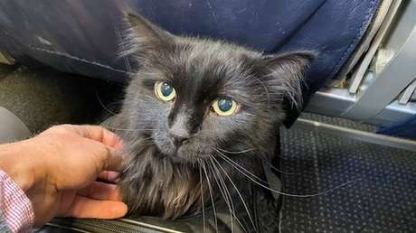 Un gato desaparecido se reencuentra con su dueño después de 5 años y 2.000 kilómetros de recorrido