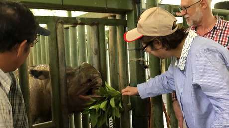 El rinoceronte de Sumatra se extingue en Malasia